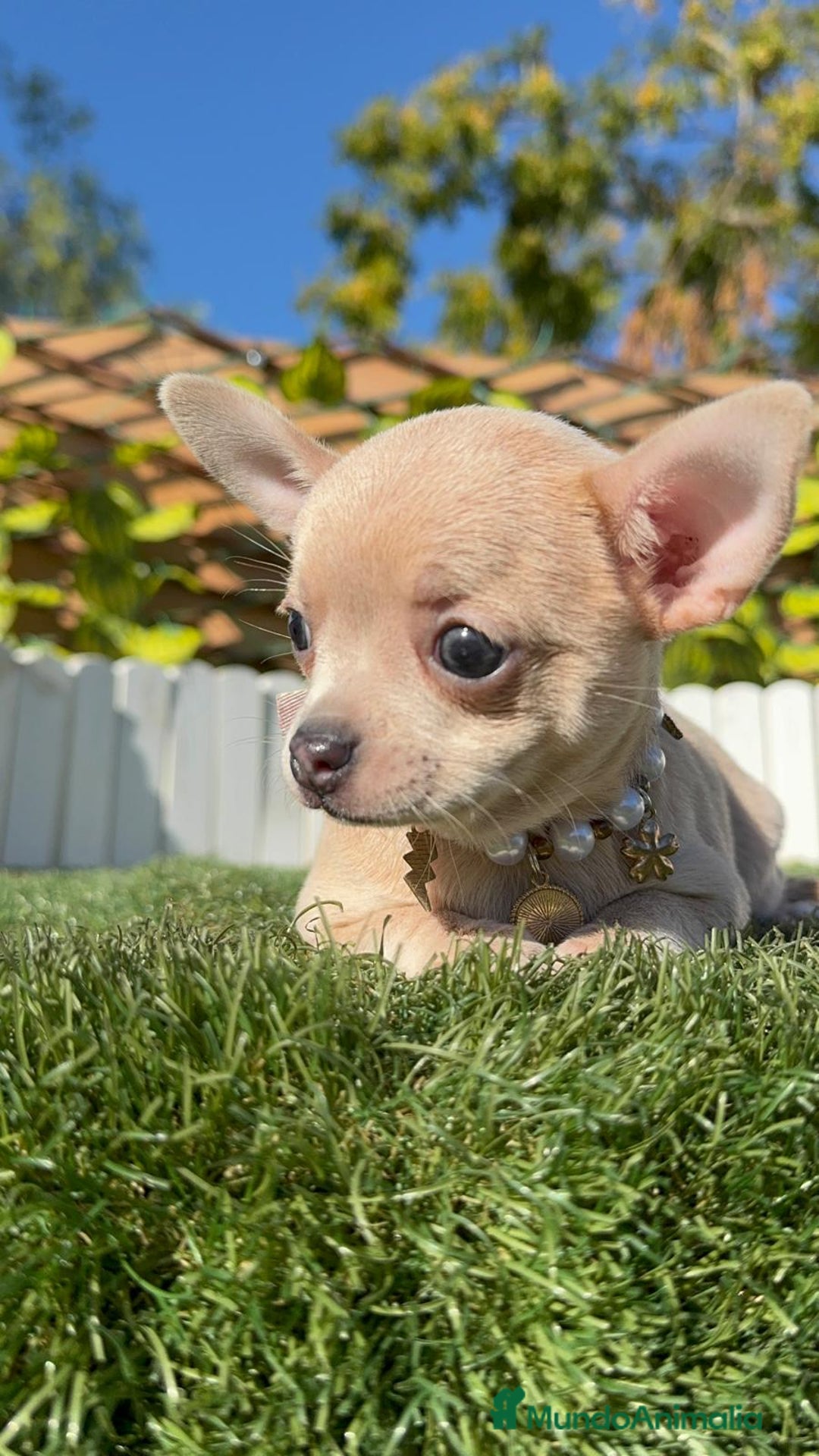 Chihuahua perros en venta: CHIHUAHUA HEMBRA - Anuncio 3