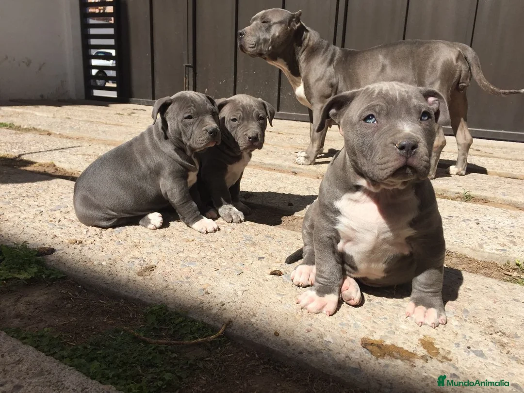 American Pit Bull Terrier perros en venta: CRIA PROFESIONAL DE AMERICAN PITBULL  631 67 03 85 en Sevilla - Anuncio 1
