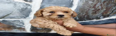 Caniche Toy 1