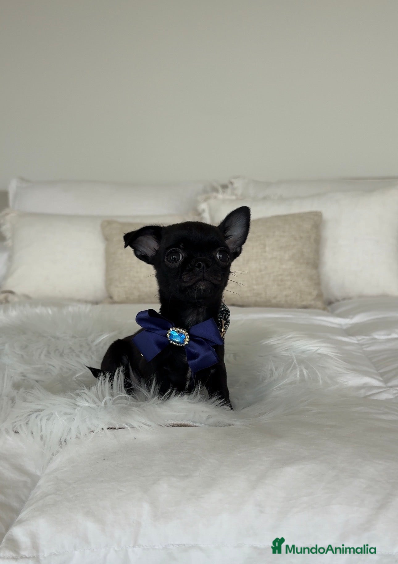 Chihuahua perros Chihuahua macho  - Anuncio 2