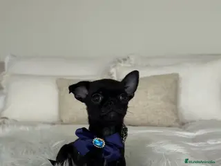 Chihuahua perros Chihuahua macho - Anuncio 2