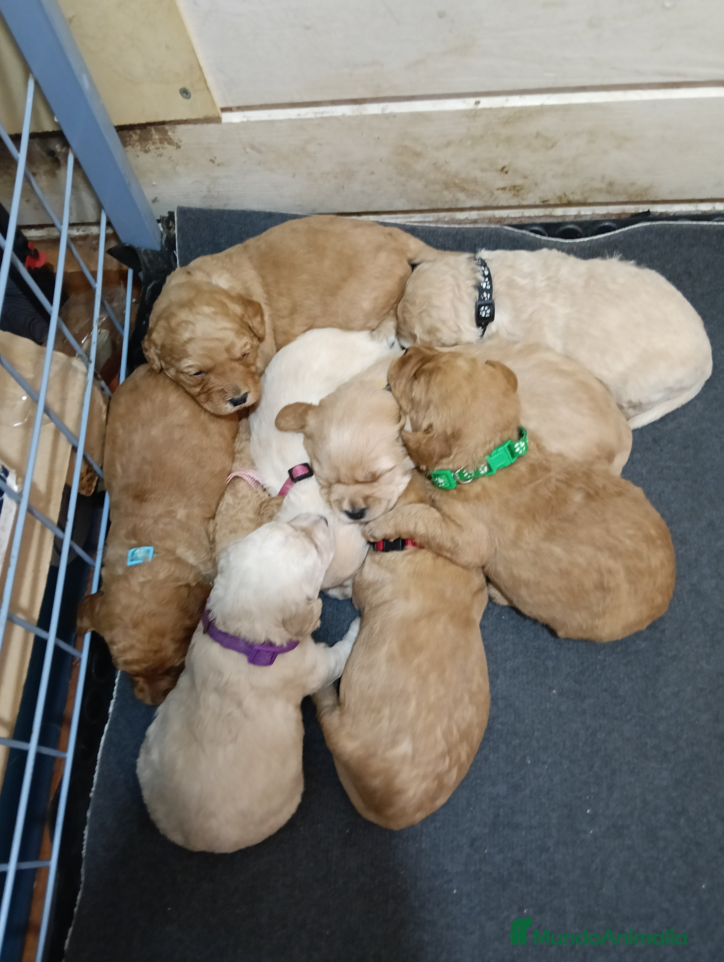 Labradoodle perros Preciosos cachorros de labradoodle f1b - Anuncio 2