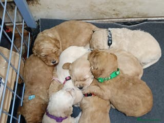 Labradoodle perros Preciosos cachorros de labradoodle f1b - Anuncio 2