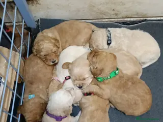 Labradoodle perros Preciosos cachorros de labradoodle f1b - Anuncio 1