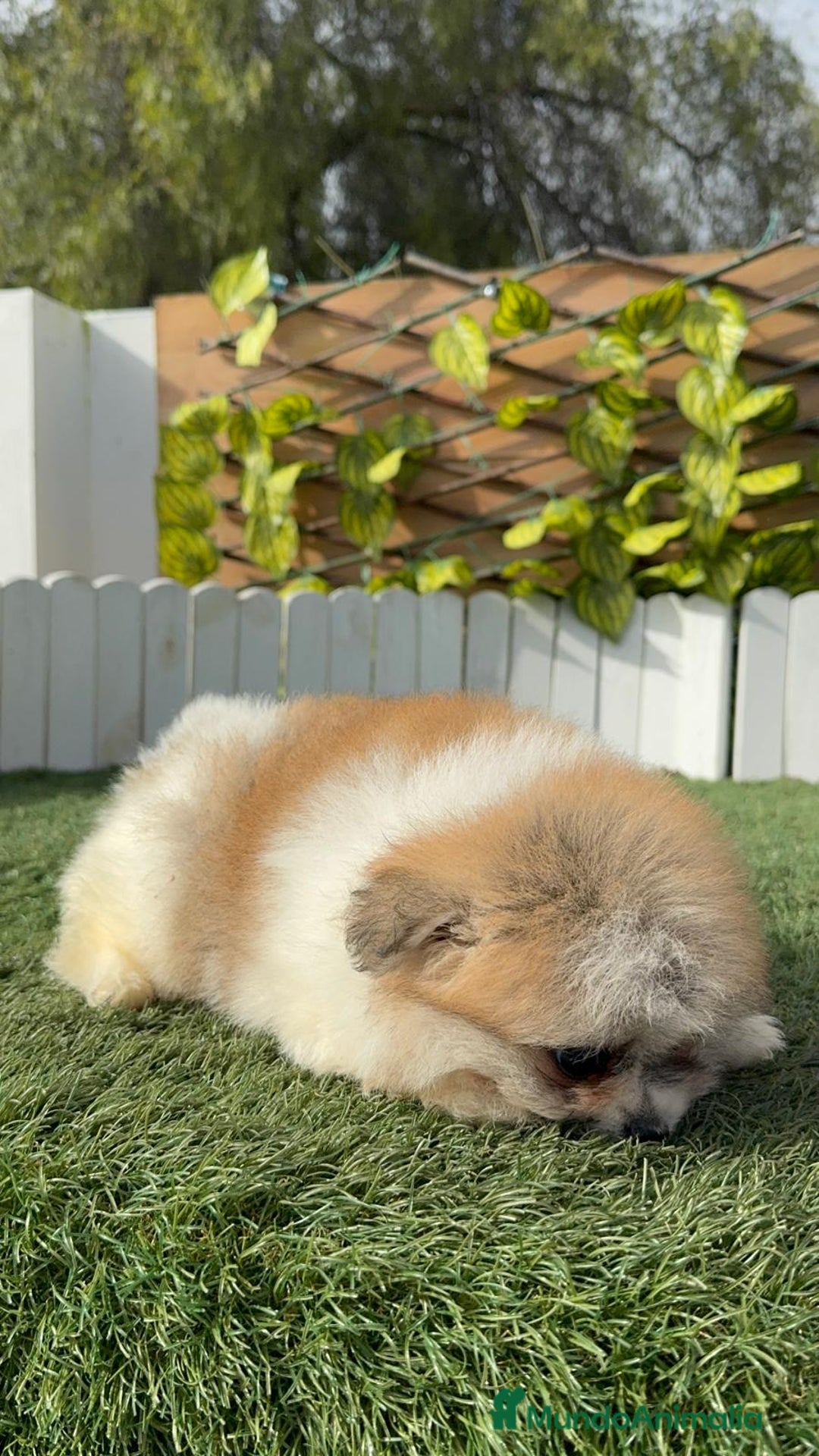 Pomerania perros en venta: POMERANIA HEMBRA - Anuncio 7