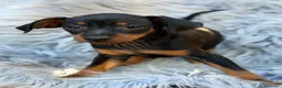 Pinscher Miniatura perros en venta: Camada mini pinscher🐾 - Anuncio 3