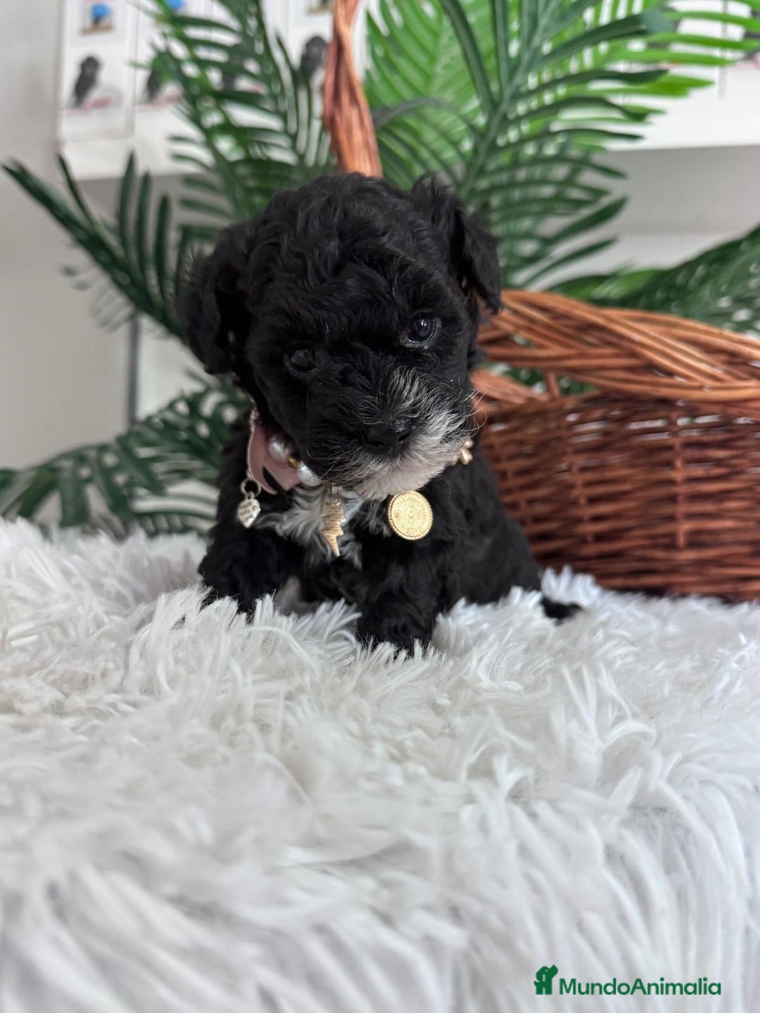 Caniche Toy perros en venta: CANICHE TOY HEMBRA - Anuncio 9