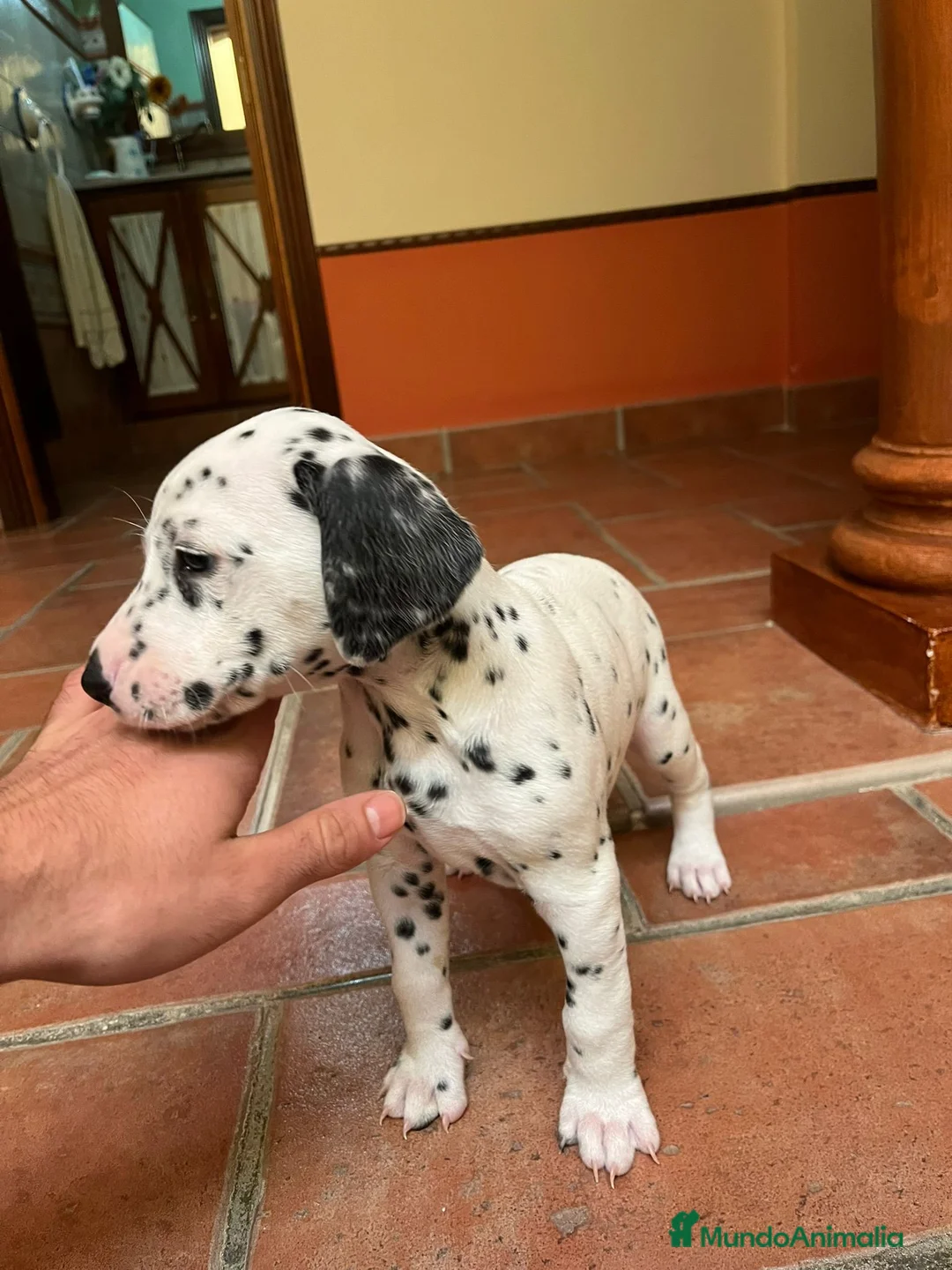 Dálmata perros en venta: Camada de Dálmatas - Anuncio 3