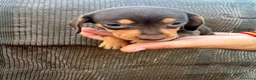 Teckel Miniatura perros en venta: Teckel Kaninchen - Anuncio 7