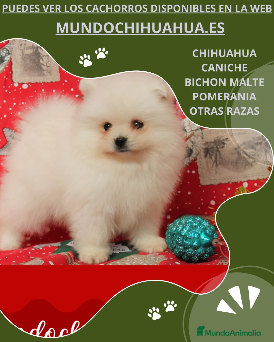 Pomerania perros en venta: POMERANIA  LINEA TOY   MUY CHATO - Anuncio 2