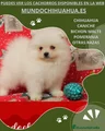 Pomerania Cachorro 1
