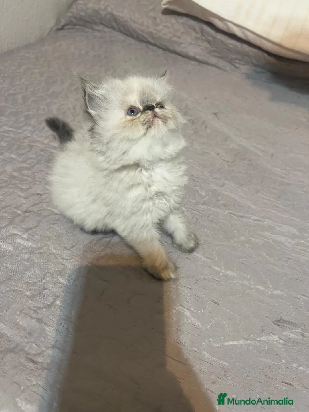 Persa gatos en venta: Persa en Sevilla - Anuncio 2