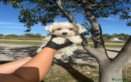 Bichón Maltés perros en venta: Bichon maltés línea americana  - Imagen 1