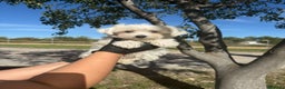 Bichón Maltés perros en venta: Bichon maltés línea americana  - Anuncio 1