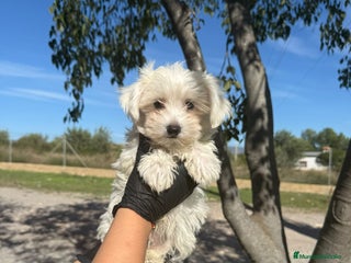 Bichón Maltés perros - Anuncio 1