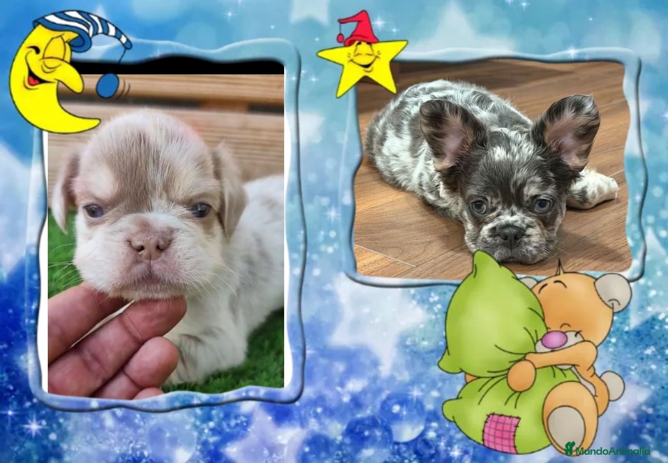 Bulldog Francés perros BUlldog frances exoticos - Anuncio 1