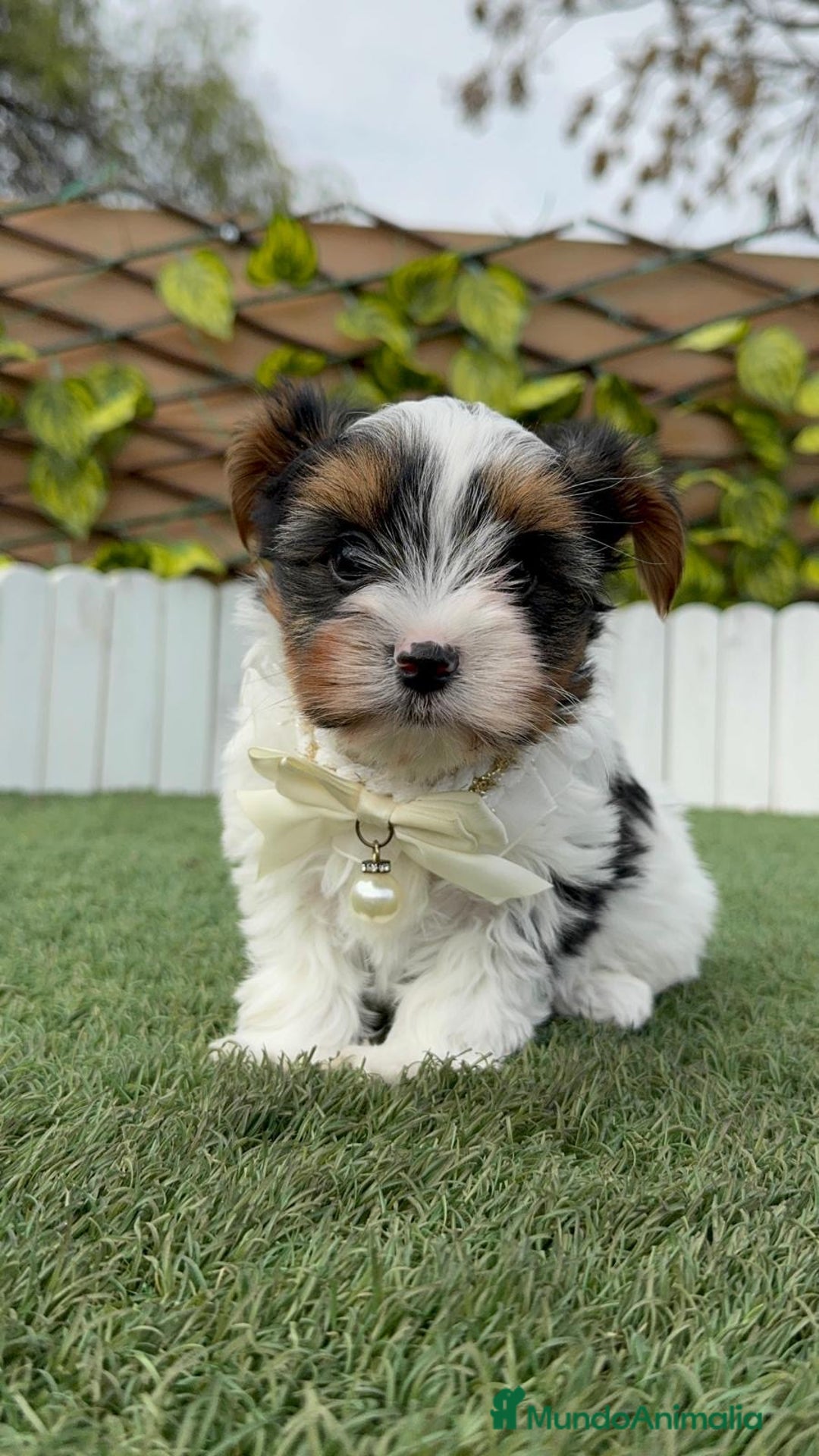 Yorkshire Terrier perros en venta: YORKSHIRE BIEWER - Anuncio 3