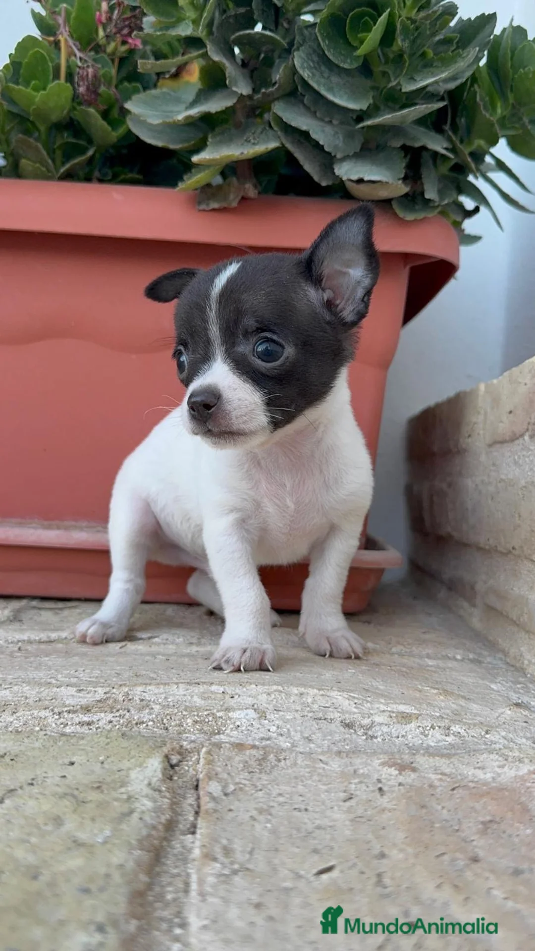 Chihuahua perros en venta: CHIHUAHUA - MACHO - Anuncio 10