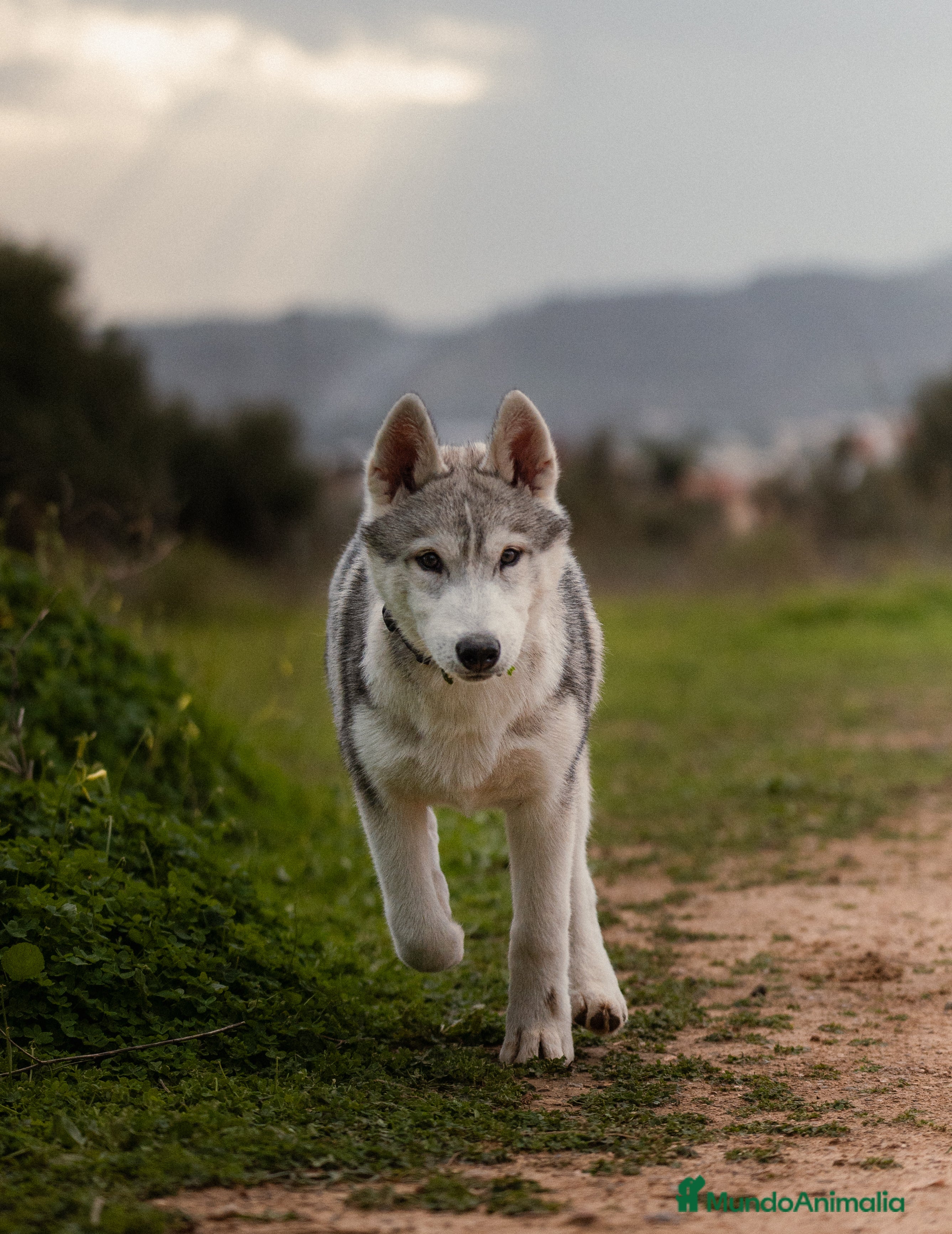 Husky Siberiano perros Macho  - Anuncio 2