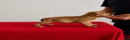 Staffordshire Bull Terrier perros en venta: Staffordshire Bull Terrier   - Anuncio 4