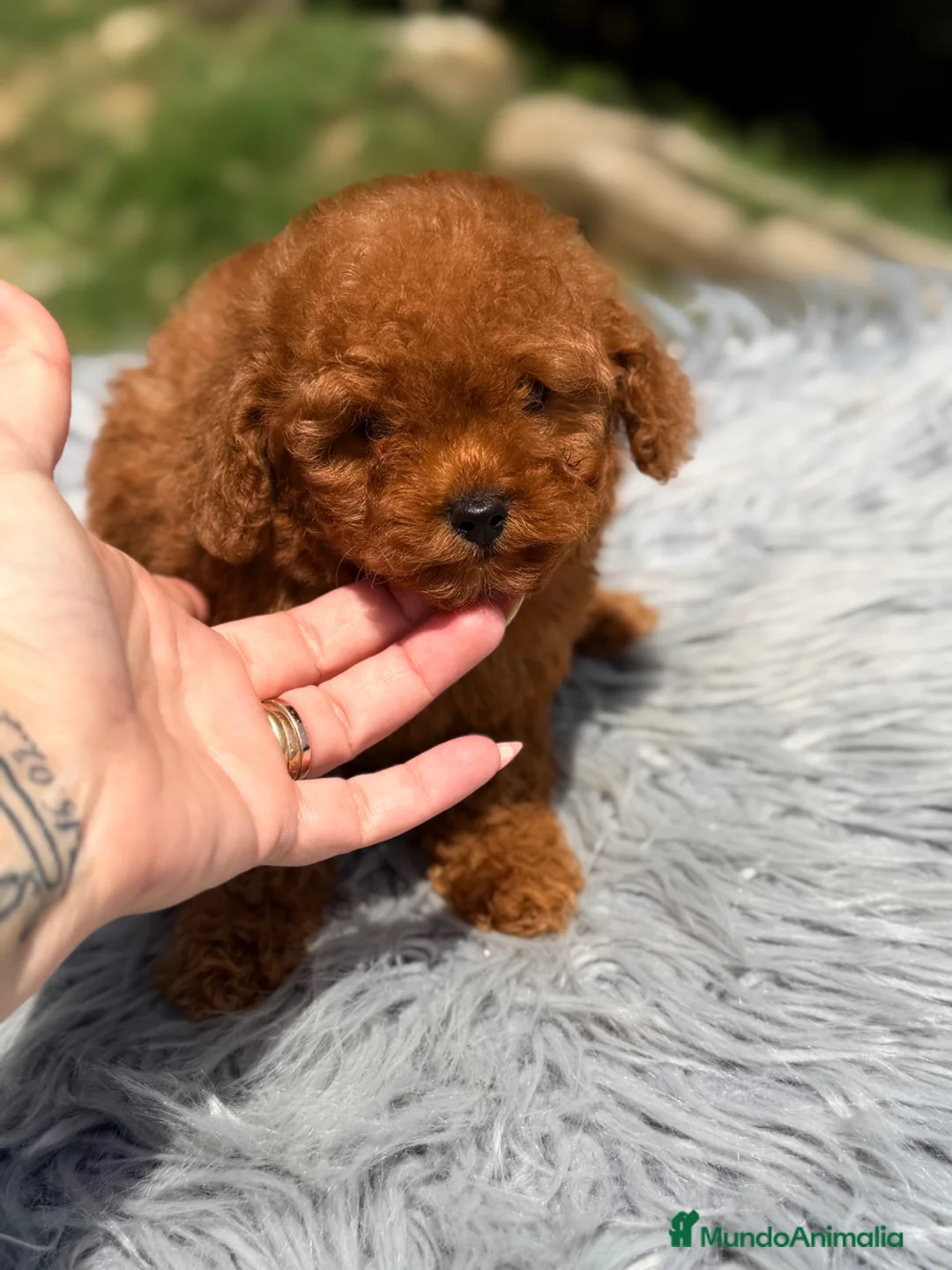 Caniche Toy perros en venta: Caniche macho rojo pimentón  - Anuncio 1