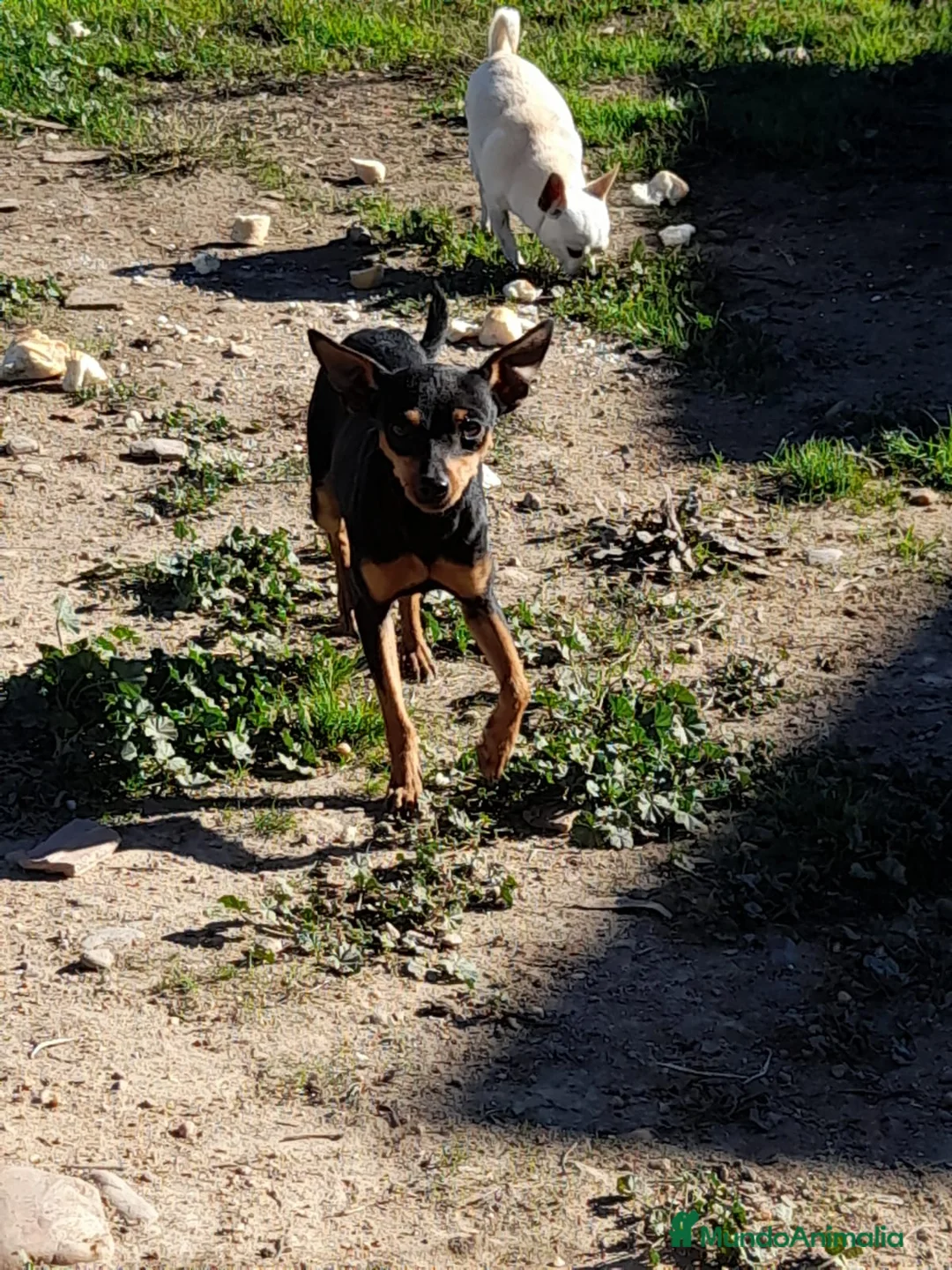 Pinscher Miniatura perros en venta: Pincher miniatura  en Badajoz - Anuncio 3