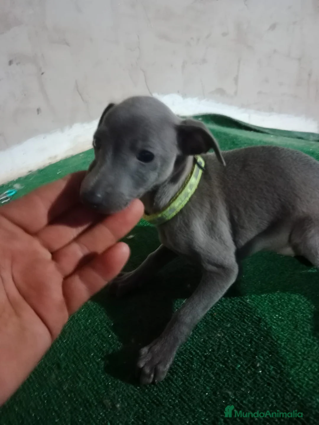 Pequeño Lebrel Italiano perros en venta: Cachorros de lebrel italiano - Anuncio 6