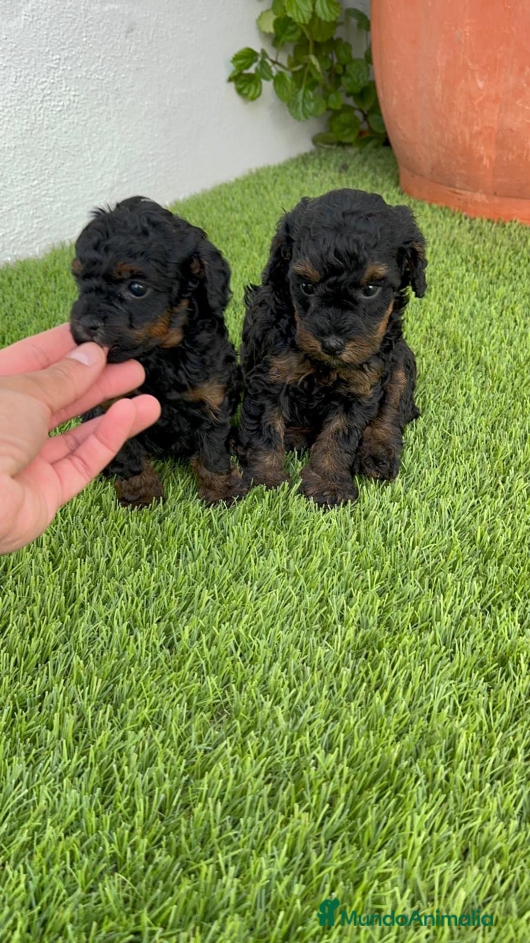 Caniche Toy perros en venta: CANICHE TOY HEMBRA - Imagen 2