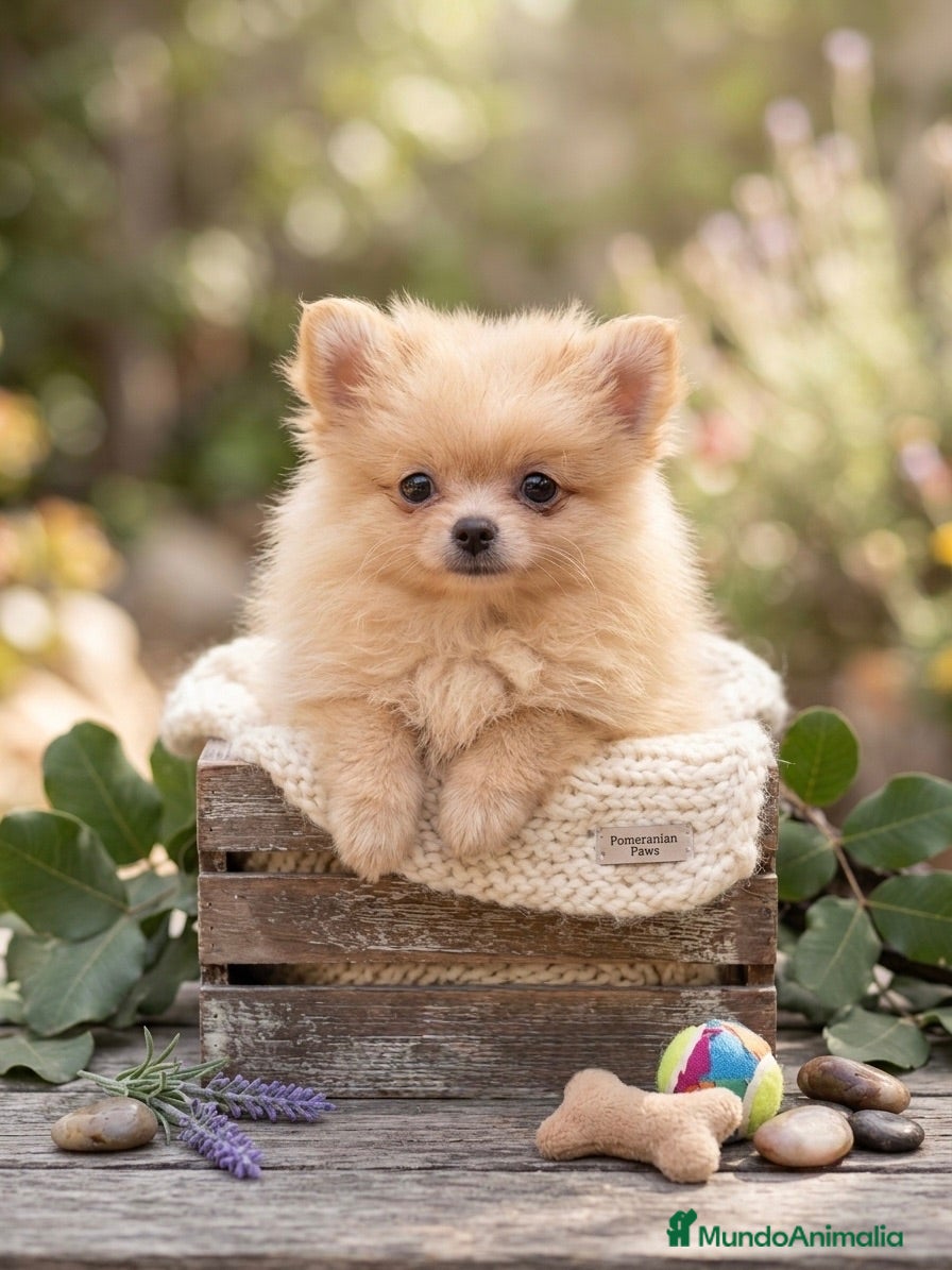 Pomerania perros Lulù Pomerania  - Anuncio 1