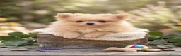 Pomerania perros en venta: Lulù Pomerania  - Anuncio 1