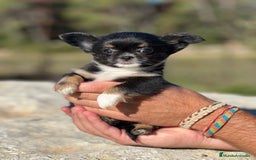 Chihuahua perros en venta: Chihushua hembra leonada toy  - Imagen 3