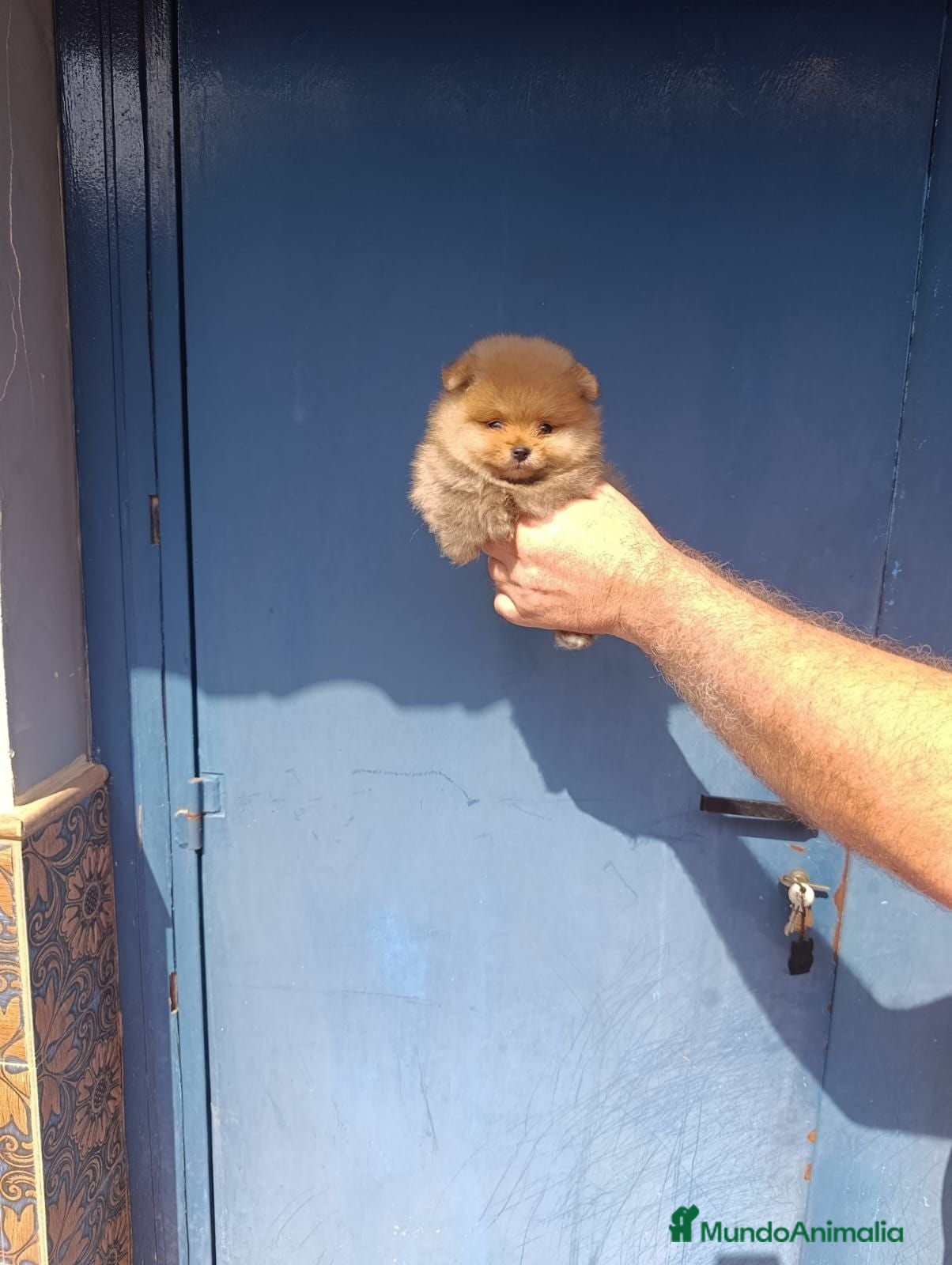 Pomerania perros Pomerania ositos toy  - Anuncio 2