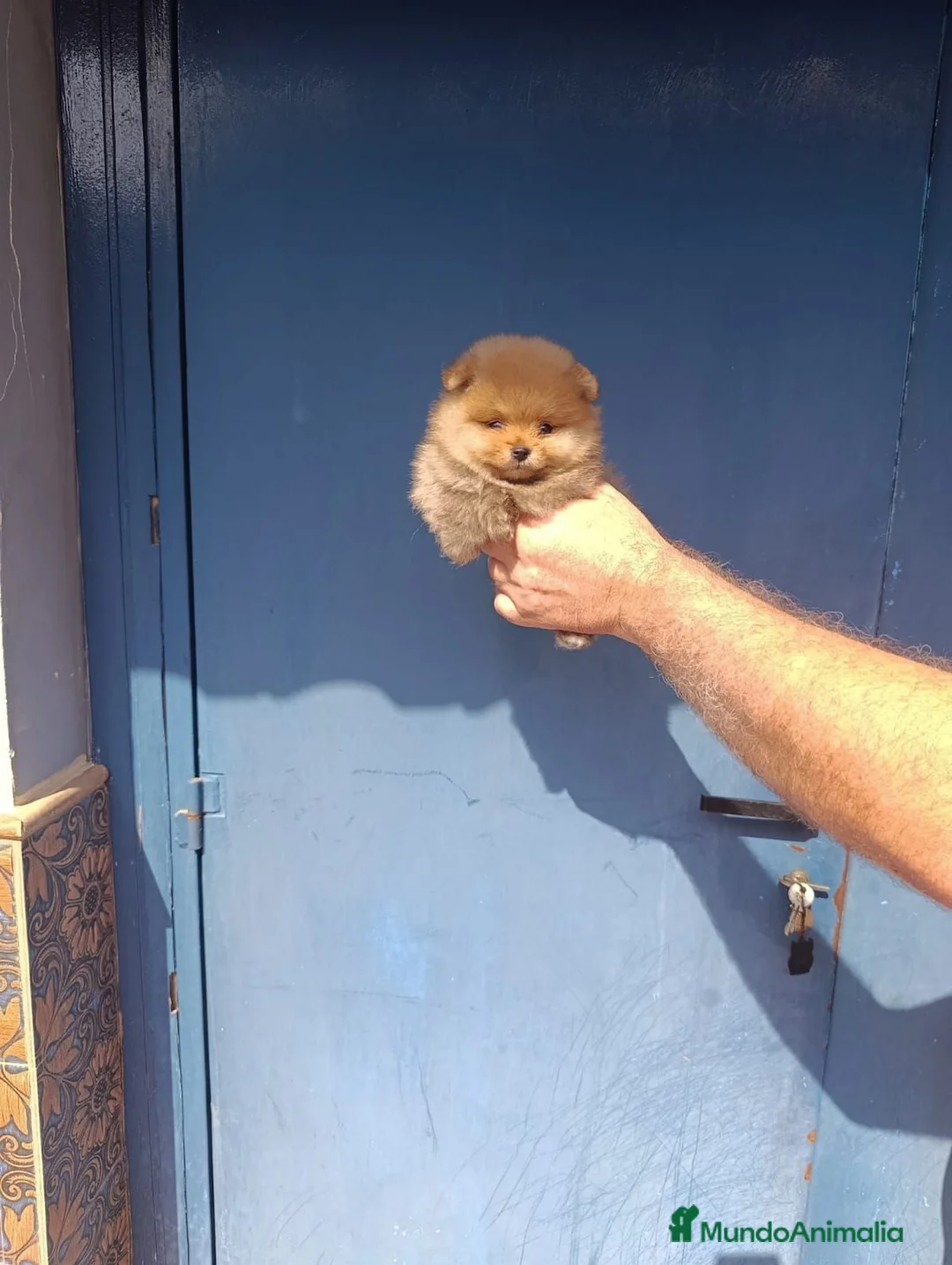 Pomerania perros en venta: Pomerania ositos toy  - Anuncio 1