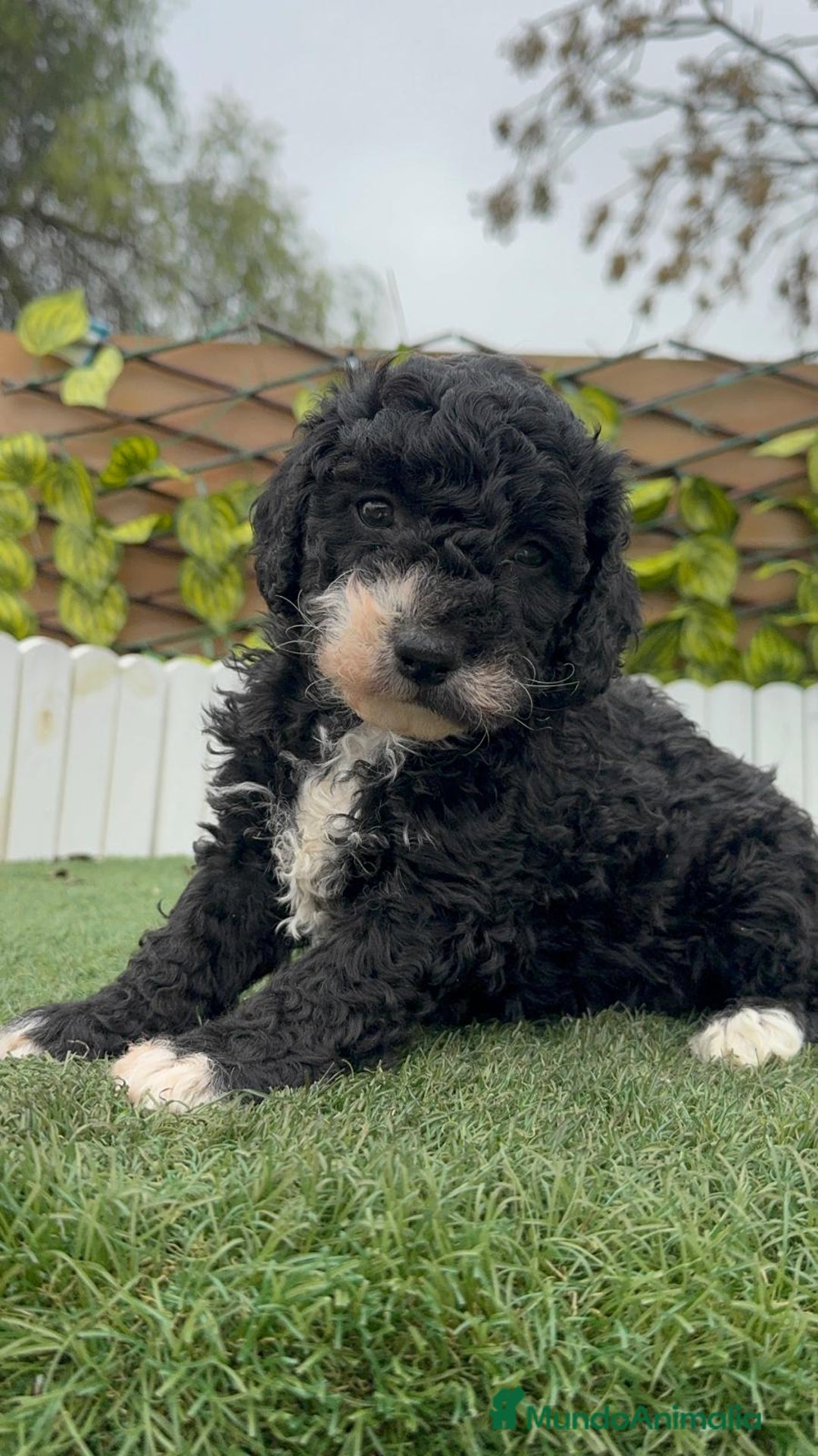 Perro de Agua Español perros en venta: PERRO DE AGUA HEMBRA RABONA - Anuncio 11