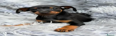 Pinscher Miniatura 1
