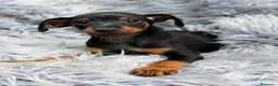 Pinscher Miniatura perros en venta: MINI PINCHER NEGRO FUEGO - Anuncio 2