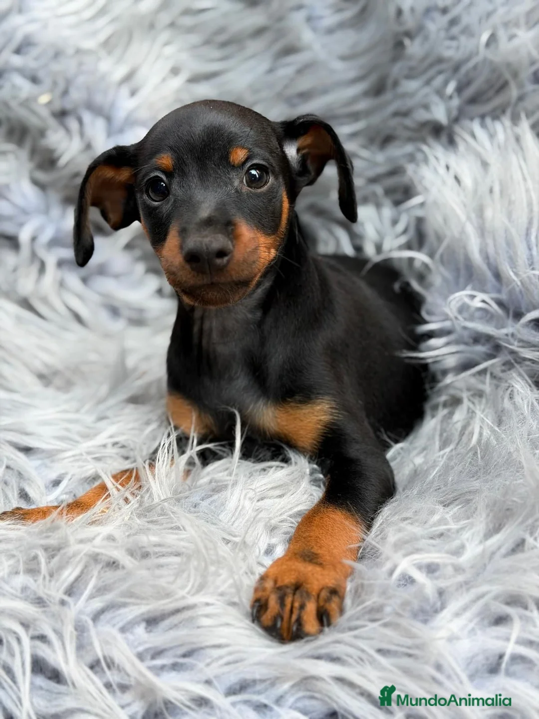 Pinscher Miniatura perros en venta: MINI PINCHER NEGRO FUEGO - Anuncio 2