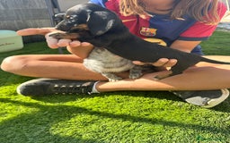 Teckel perros en venta: Cachorritos teckel miniatura - Imagen 2
