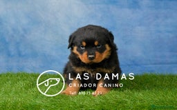 Rottweiler perros en venta: NO SON SIMPLEMENTE CACHORROS DE ROTTWEILER… - Imagen 1