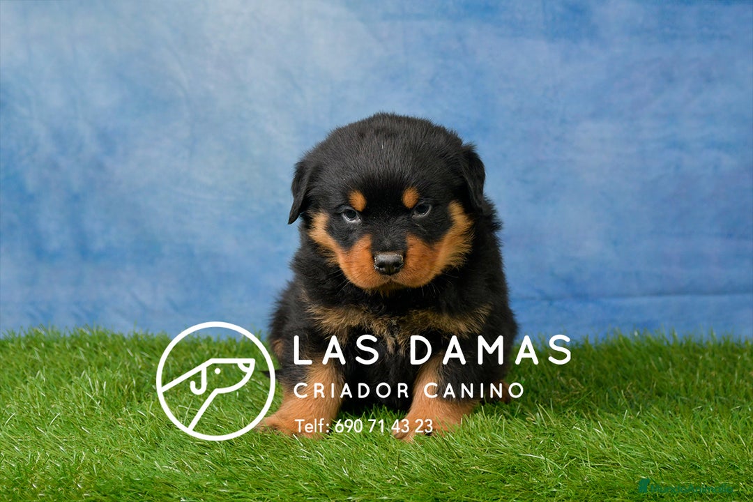 Rottweiler perros en venta: NO SON SIMPLEMENTE CACHORROS DE ROTTWEILER… - Imagen 1
