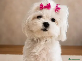 Bichón Maltés perros Bichón maltés - Anuncio 1