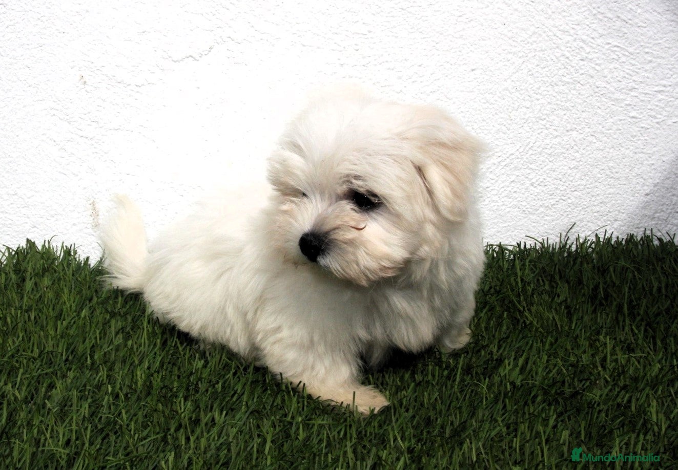 Bichón Maltés perros en venta: Bichon Maltes  - Anuncio 4