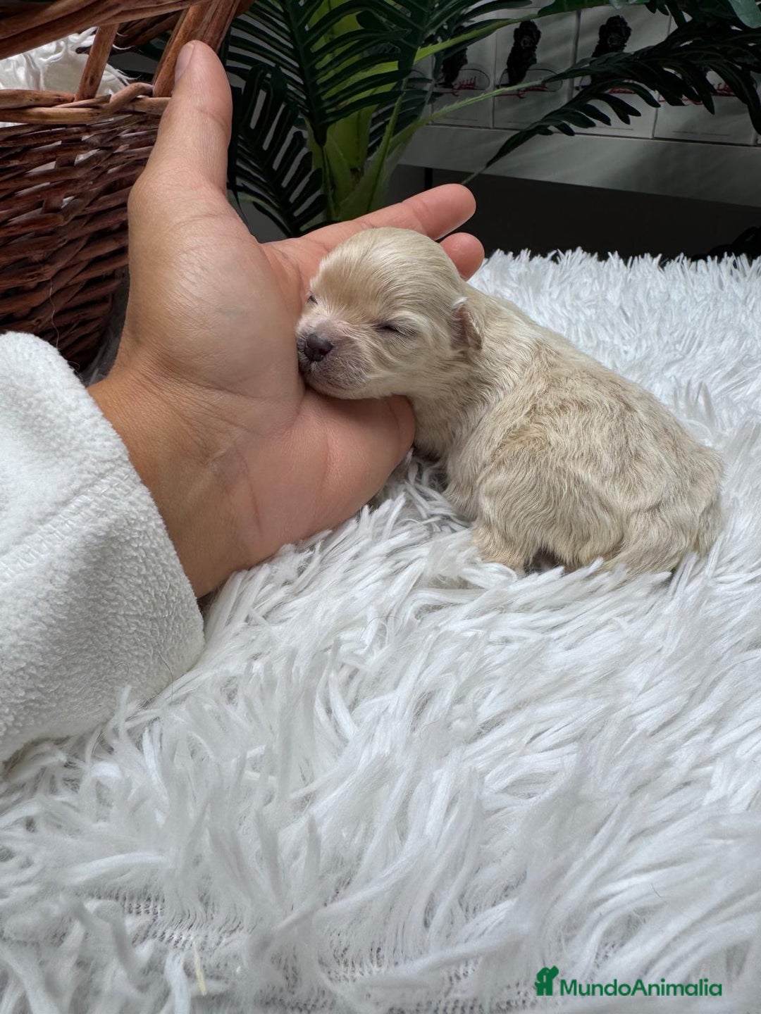Maltipoo perros en venta: MALTIPOO HEMBRA - Anuncio 1