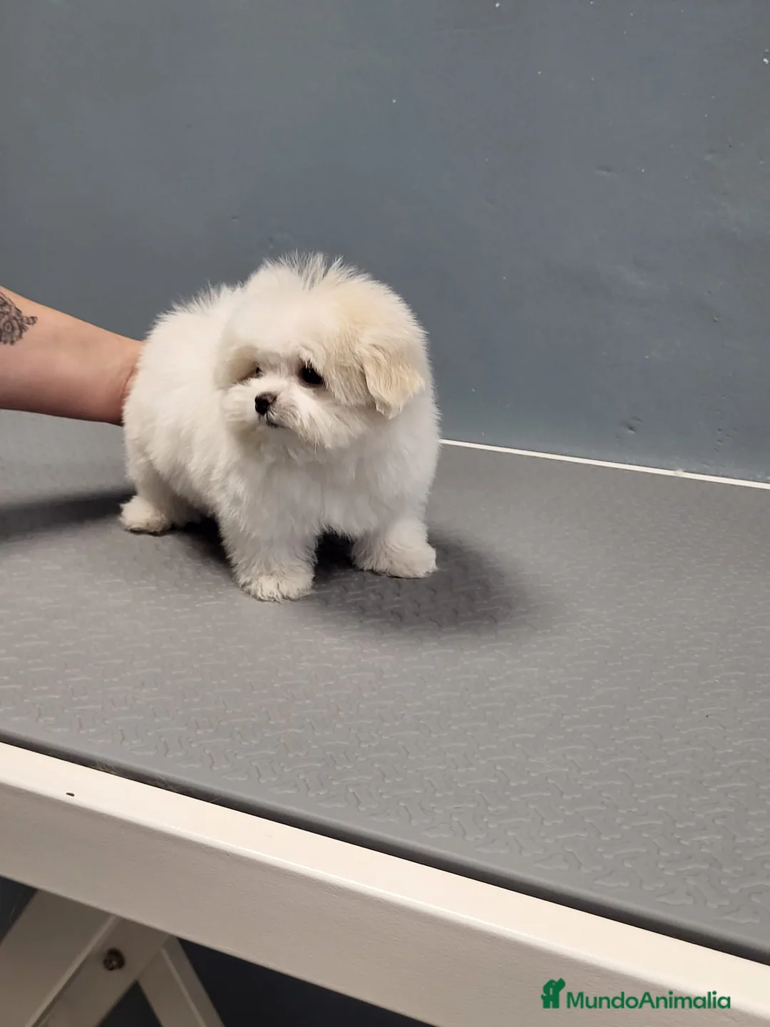 Bichón Maltés perros en venta: Bichón Maltes micro Toy en Barcelona - Anuncio 4