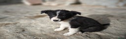 Border Collie perros en venta: Cachorros border collie 2 meses - Anuncio 5