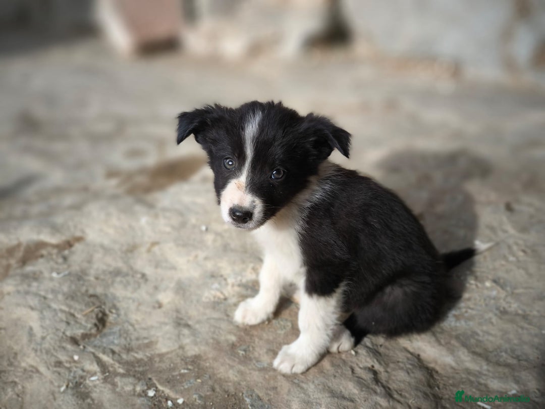 Border Collie perros en venta: Cachorros border collie 2 meses - Anuncio 5