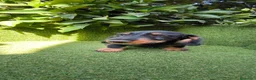 Teckel Miniatura perros en venta: teckel pelo basto corto miniatura  negro fuego  - Anuncio 5