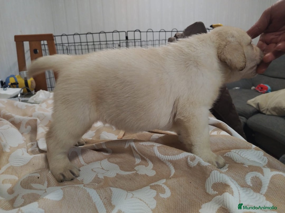 Labrador Retriever perros en venta: Labrador retriever dorado  - Anuncio 4