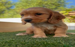 Cocker Spaniel Inglés perros en venta: COCKER SPANIEL INGLES - Imagen 10