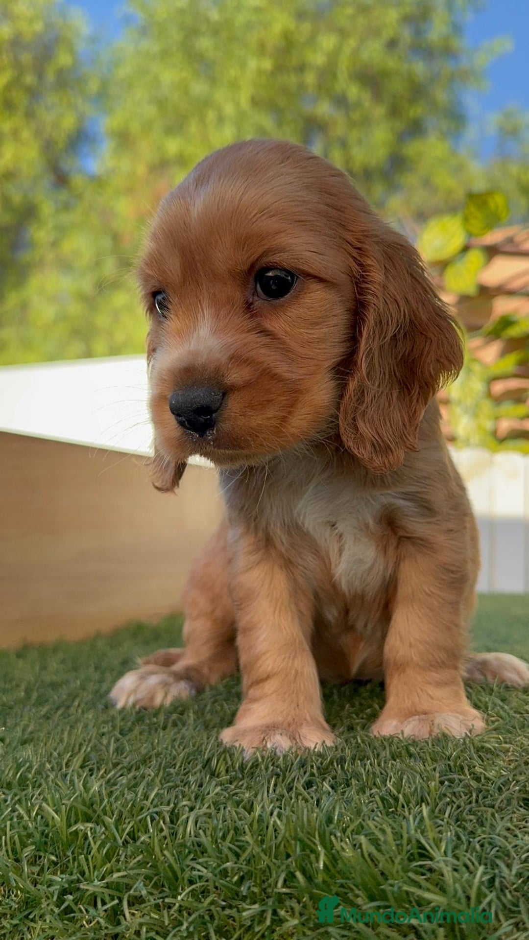 Cocker Spaniel Inglés perros en venta: COCKER SPANIEL INGLES - Imagen 10